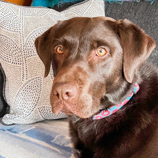 Donut Dog Collar